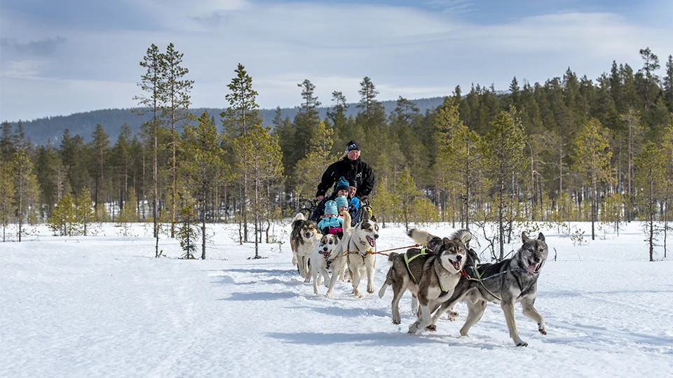Dog Sledging - Stoten Ski Holidays Sweden