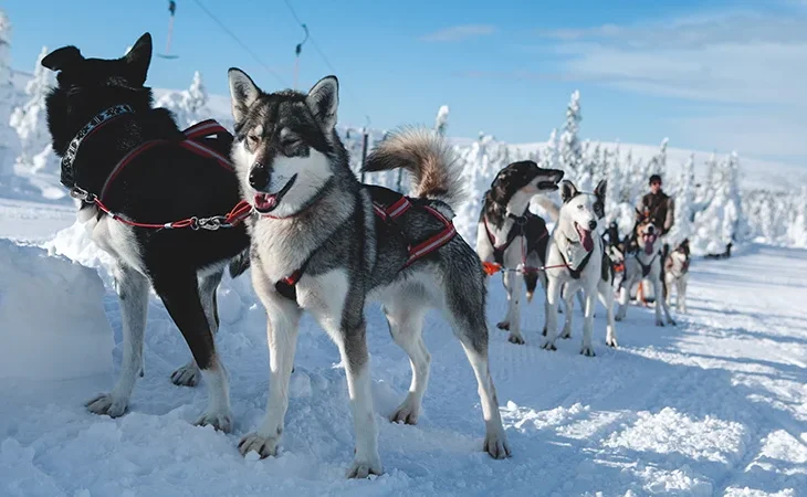 Sälen Dogsled